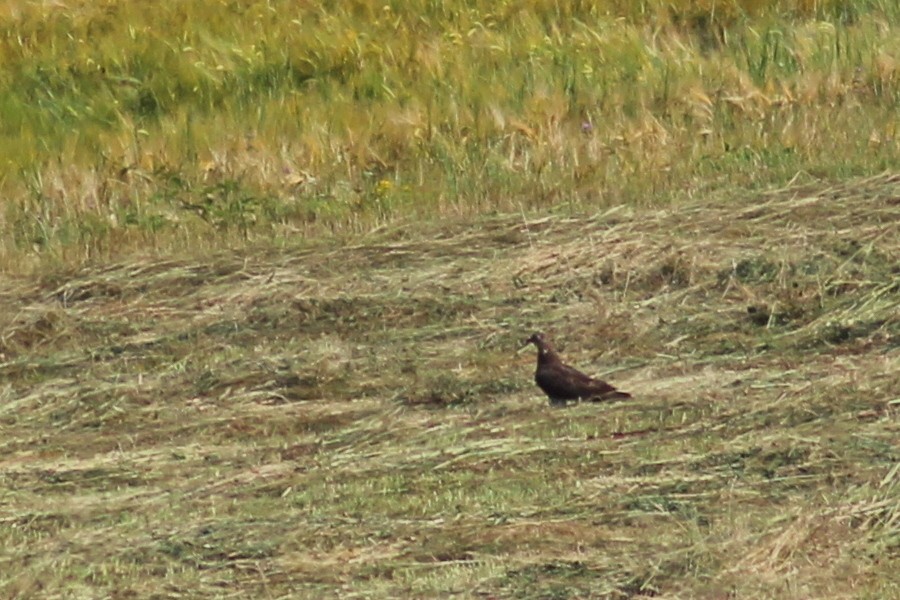 falco pecchiaiolo (Pernis apivorus)